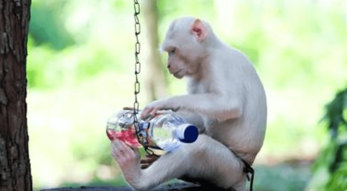 Albino-Monkey.net Misc Archives